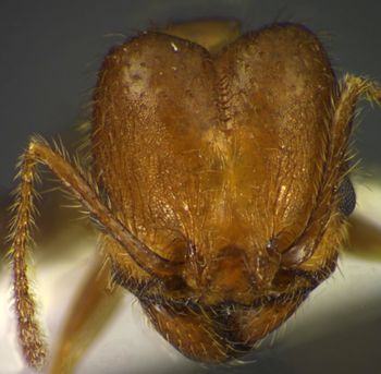 Media type: image;   Entomology 34230 Aspect: head frontal view